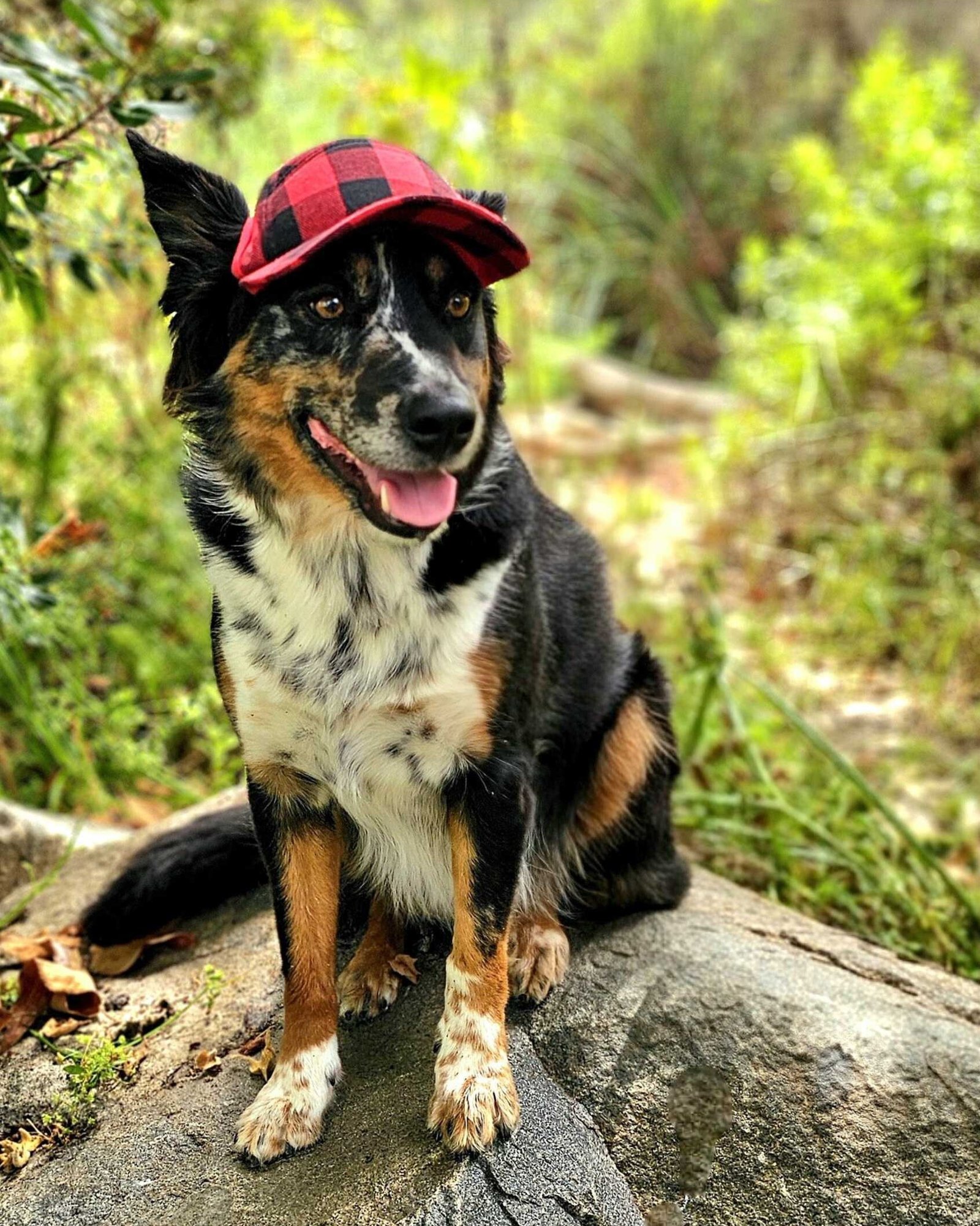 PupLid Camper Hat for Dogs