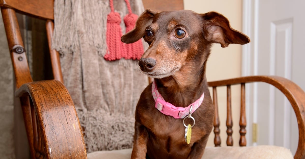 Dachshund with Pink Collar and ID Tag