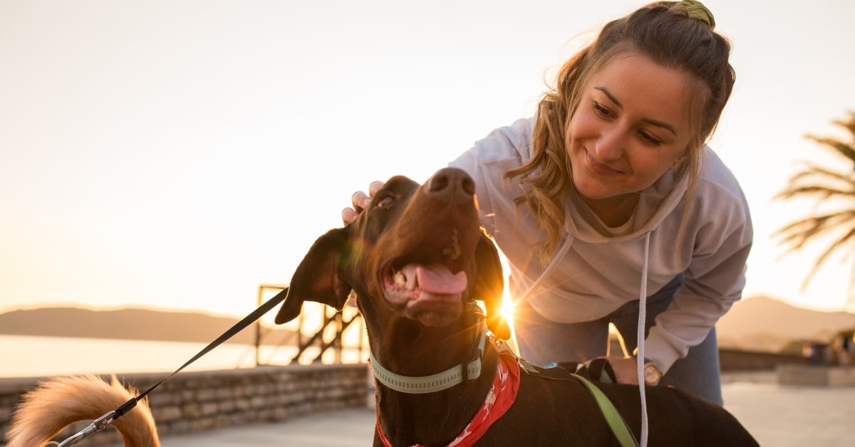 Dog Walker Giving Affection to a Large Dog