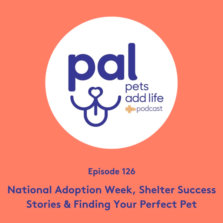 126. National Adoption Week, Shelter Success Stories & Finding Your Perfect Pet