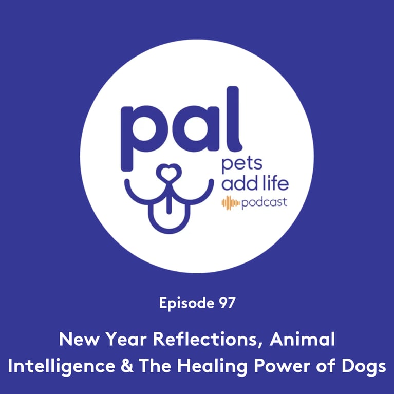 97. New Year Reflections, Animal Intelligence & The Healing Power of Dogs