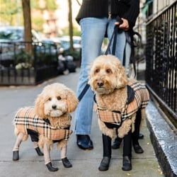 Walkee Paws Suspender Boot Leggings