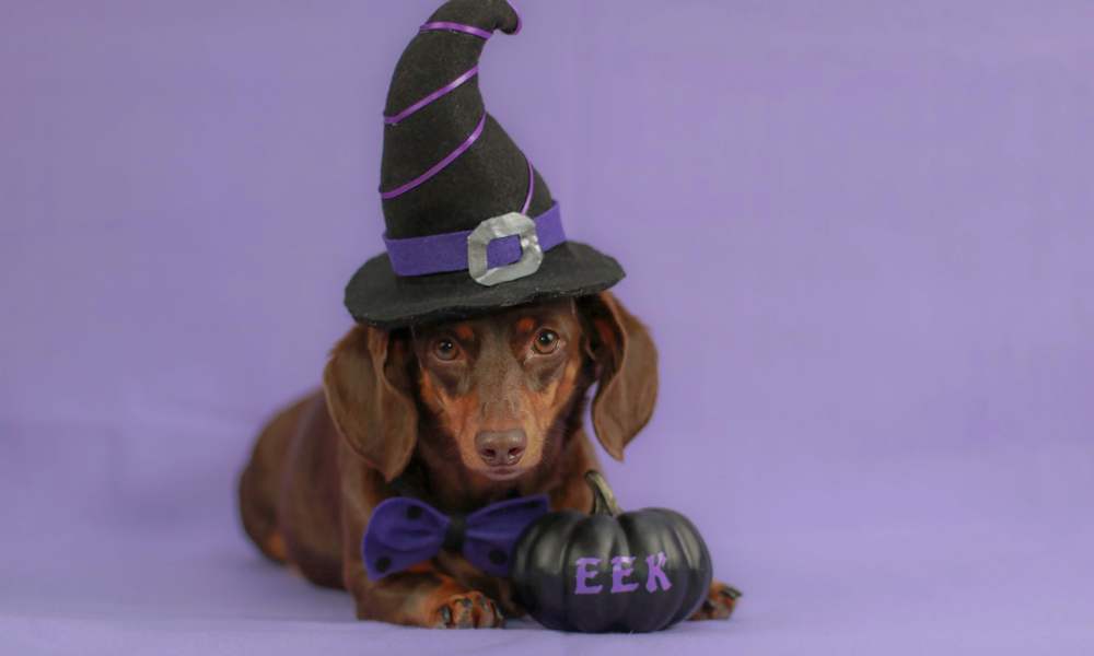 dog halloween costume safety tips