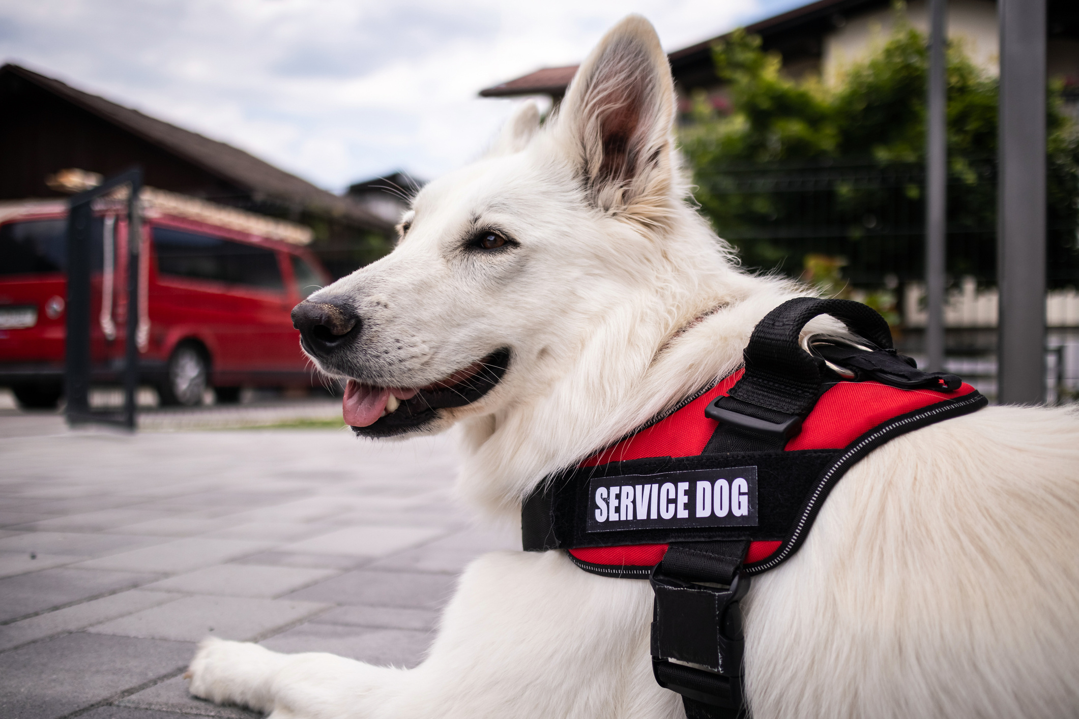 How Service Dogs are Transforming the Lives of Veterans