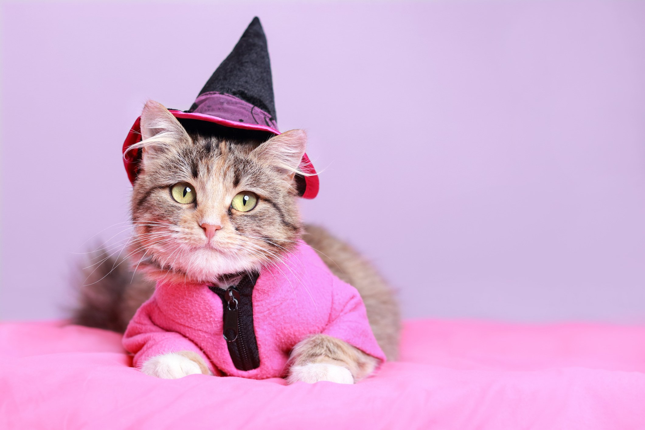 Halloween costumes for your pet based on their star sign