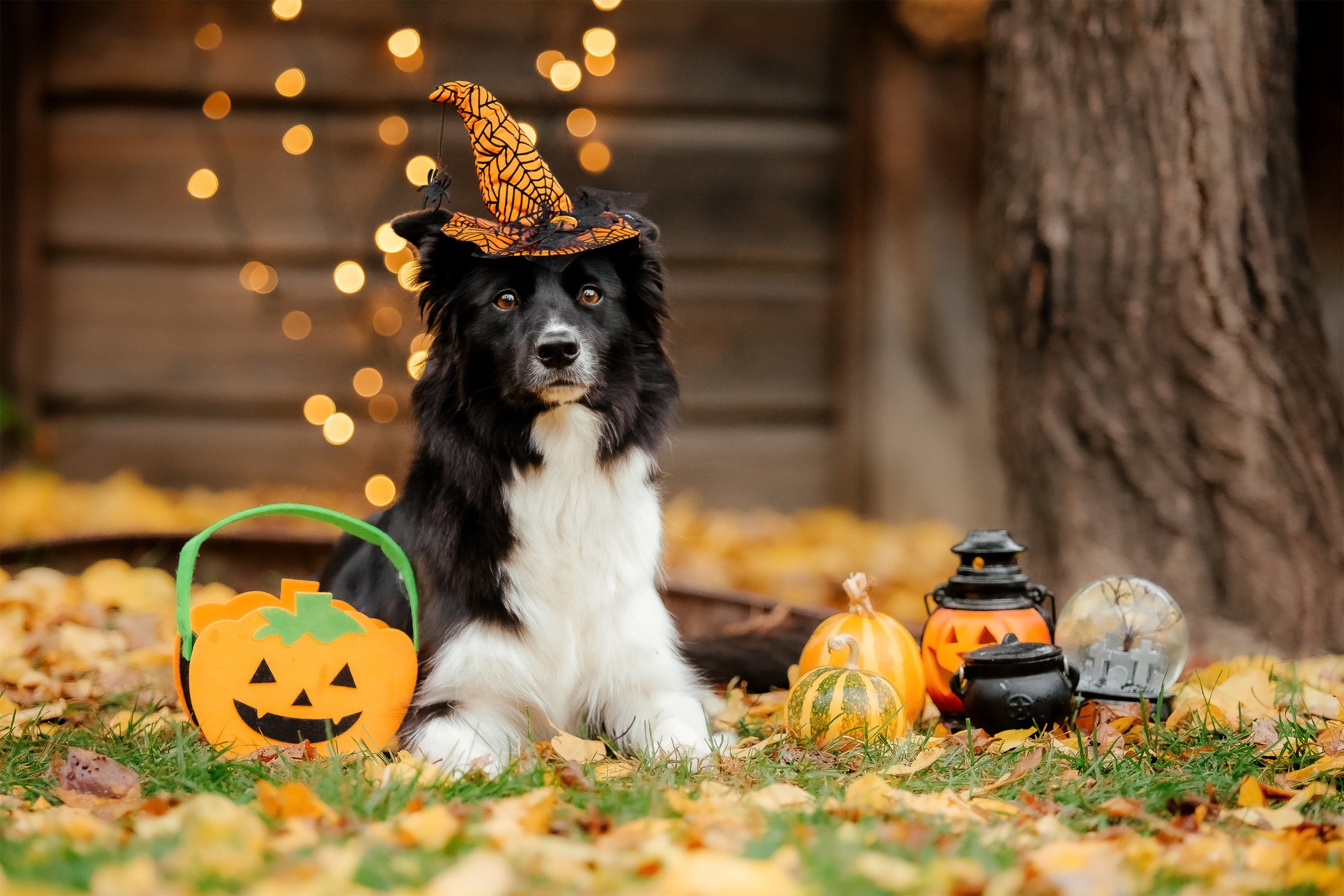 DIY Dog Treat Recipes for Fall and Halloween